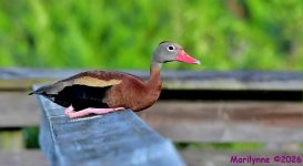 DSC_6106_001.JPG