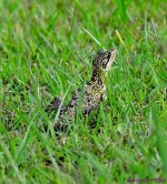 DSC_6260_001.JPG