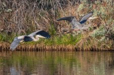 GBHFlight-680.jpg