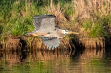 GBHFlight-681.jpg