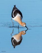 Avocet-680.jpg