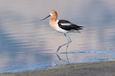 Avocet-681.jpg