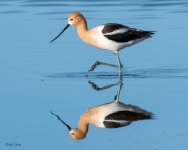 Avocet-683.jpg