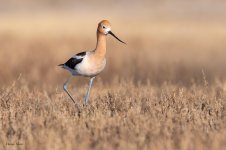 Avocet-685.jpg