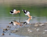 AvocetMating-680.jpg