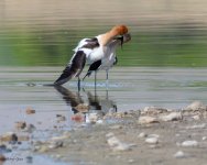 AvocetMating-684.jpg