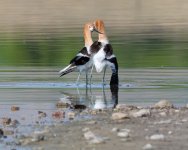 AvocetMating-685.jpg