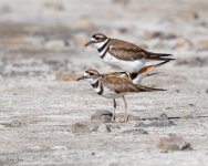 KilldeerMating-680.jpg