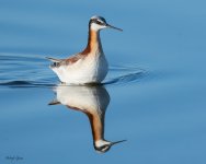 WilsonsPhalarope-631.jpg