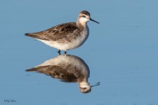 WilsonsPhalarope-632.jpg