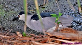 DSC_6400_001.JPG