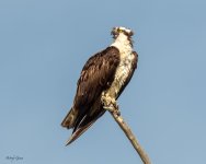 OspreyCall-681.jpg