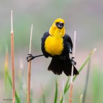 CrossPerch-685.jpg