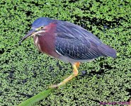 DSC_6485_001.JPG