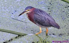DSC_6488_001.JPG