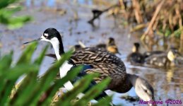 DSC_6590_001.JPG