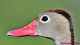 DSC_6652_001.JPG