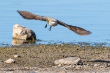 WesternKingbirdFlight-661.jpg