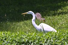 Z63_0279R_cr.jpg