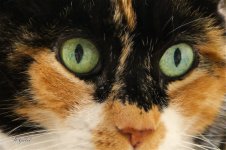 RubyEyes0718 sm.jpg
