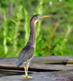 DSC_6697_001.JPG