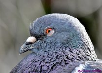 DSC_6736_001.JPG