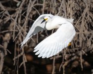 SnowyVarious-664.jpg