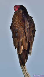 DSC_6784_001.JPG