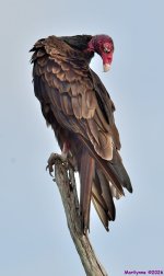 DSC_6786_001.JPG