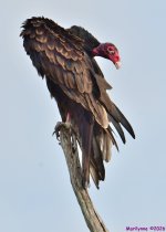DSC_6788_001.JPG