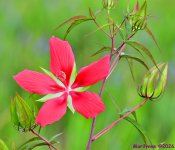 DSC_6800_001.JPG