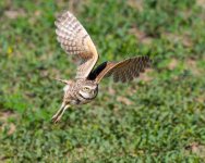 BurrowingOwlFlight-660.jpg