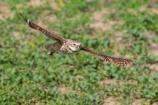 BurrowingOwlFlight-661.jpg