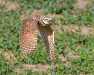 BurrowingOwlFlight-662.jpg