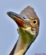 DSC_6868_001.JPG