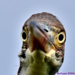 DSC_6871_001.JPG