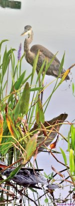 DSC_6885_stitch4_001.JPG