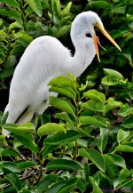 DSC_6933_001.JPG