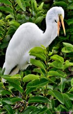 DSC_6934_001.JPG
