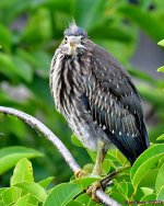 DSC_6947_001.JPG