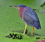 DSC_6960_001.JPG