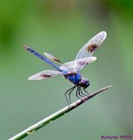 DSC_6963_001.JPG