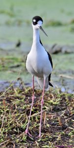 DSC_7017_001.JPG