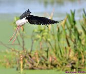 DSC_7068_001.JPG