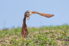 BurrowingOwlFlight-665.jpg