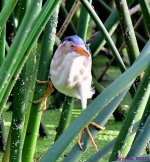 DSC_7086_001.JPG