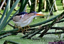 DSC_7103_001.JPG
