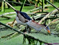 DSC_7117_001.JPG