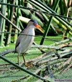 DSC_7135_001.JPG