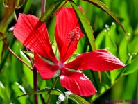 DSC_7146_001.JPG